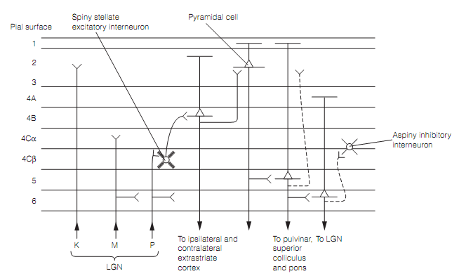 1260_Primary visual cortex.png